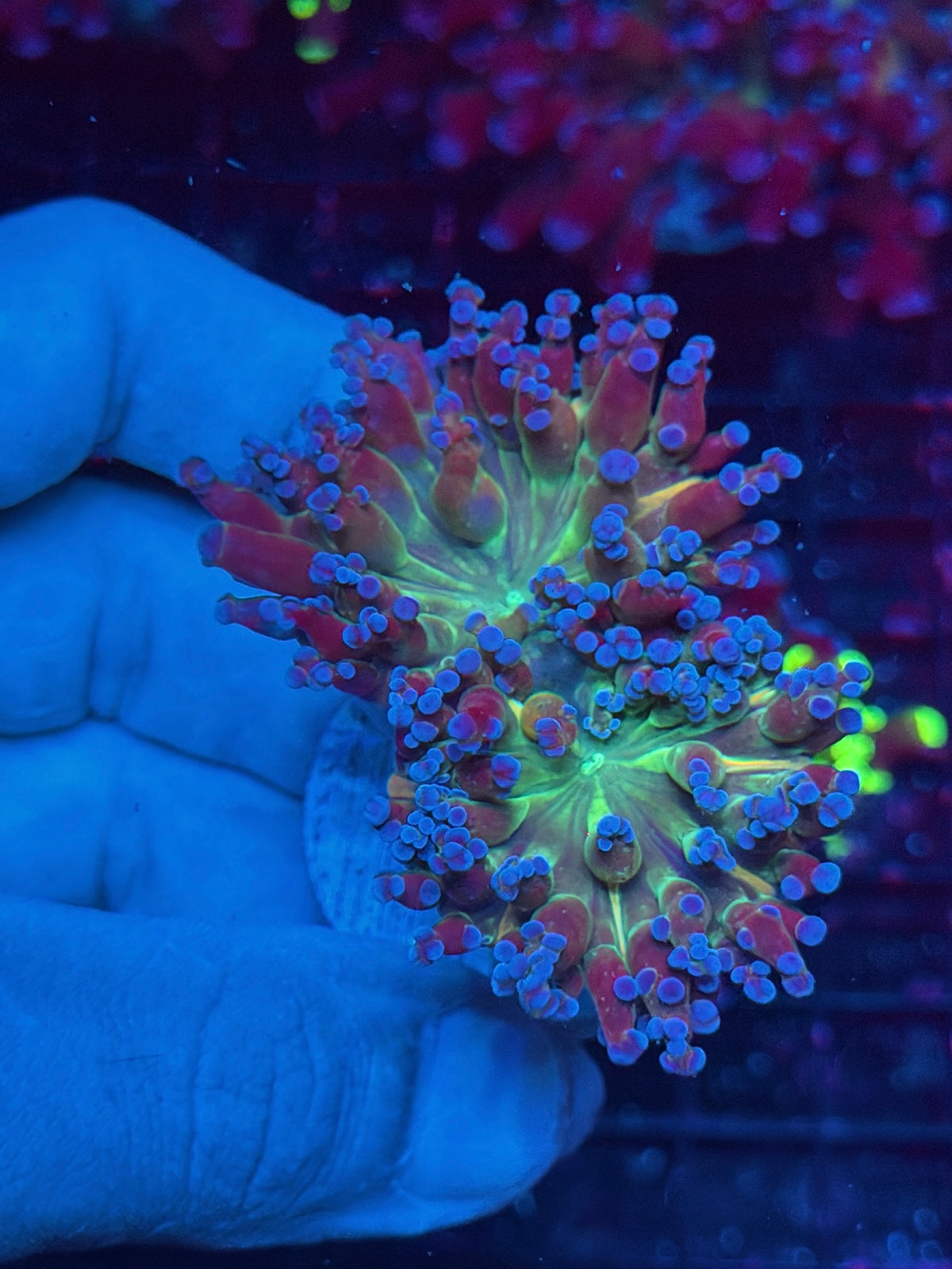 JEA Nightcrawler Frogspawn Coral 2 Heads XL 10/24