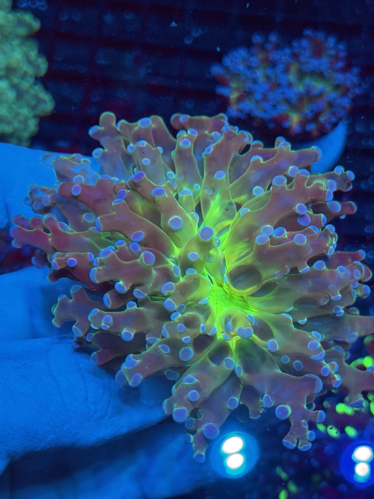 JEA Holy Relic Frogspawn Coral 1 XXL Head Splitting 10/21