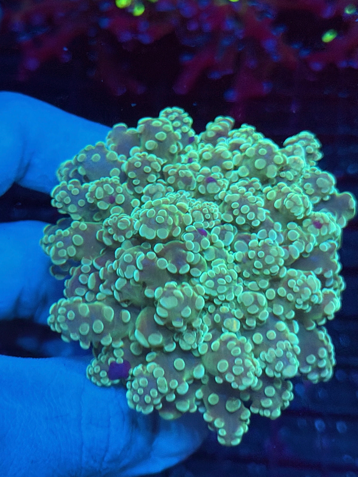 JEA Whitewalker Frogspawn Coral 2 Heads XL 10/24