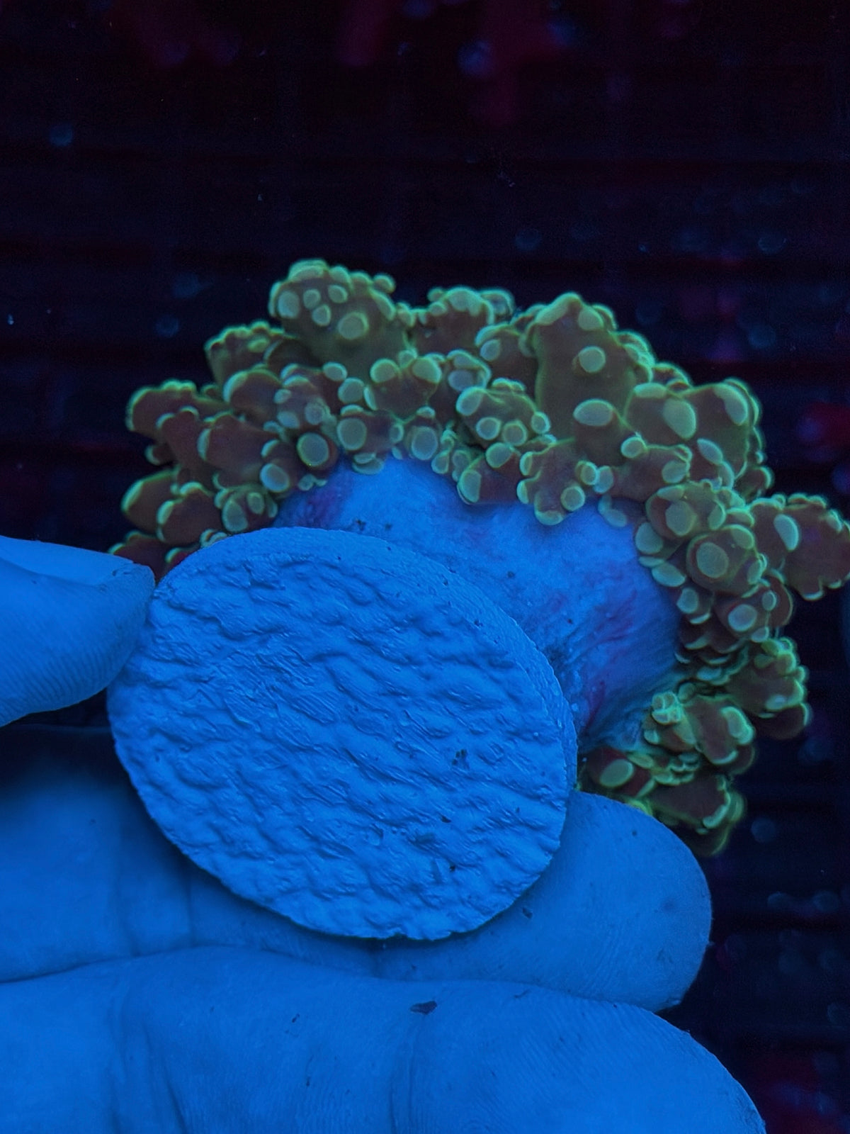 JEA Whitewalker Frogspawn Coral 2 Heads XL 10/24