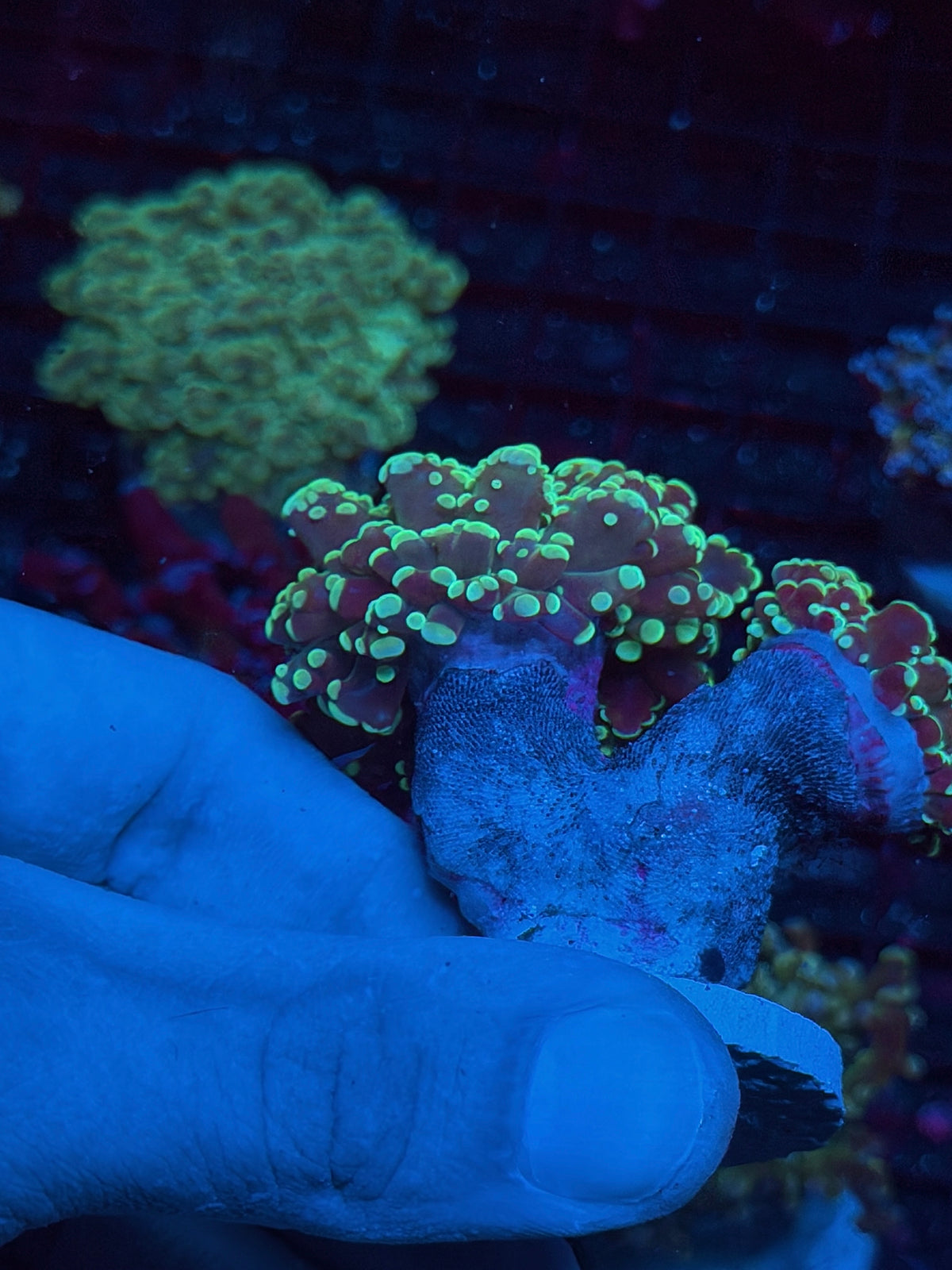 JEA Whitewalker Frogspawn Coral 2 Heads XXL 10/20