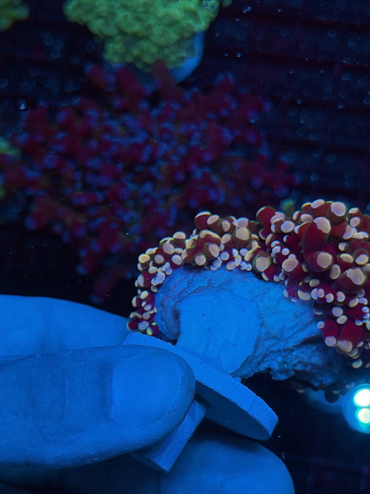 JEA Rainbow Galaxy Frogspawn Coral 2 Heads Splitting XXL 10/20