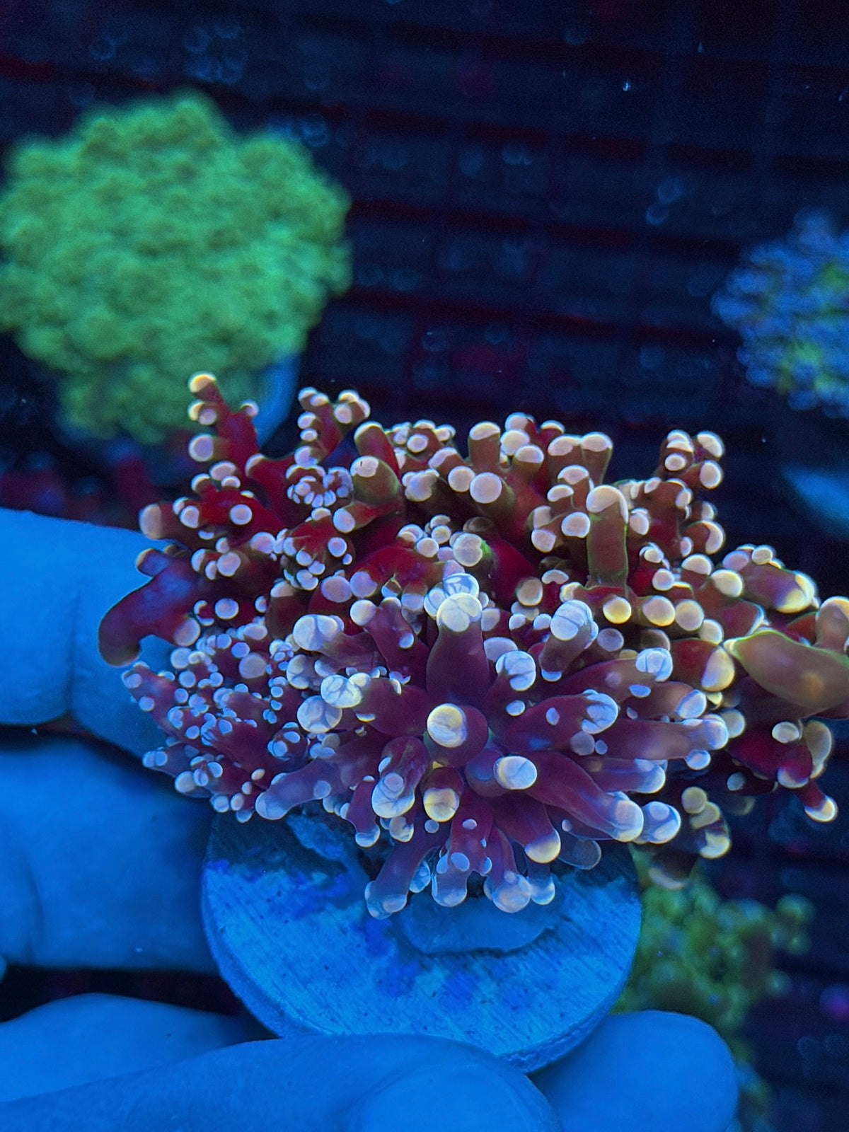 JEA Rainbow Galaxy Frogspawn Coral 3 Heads XXXL New Release 10/24