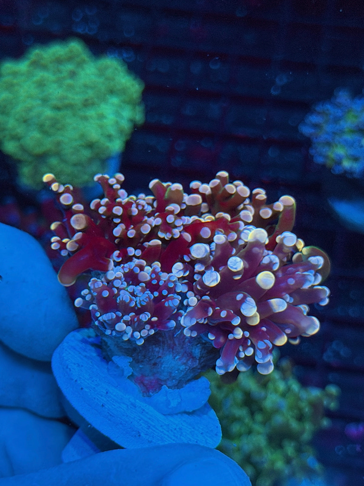 JEA Rainbow Galaxy Frogspawn Coral 3 Heads XXXL New Release 10/24