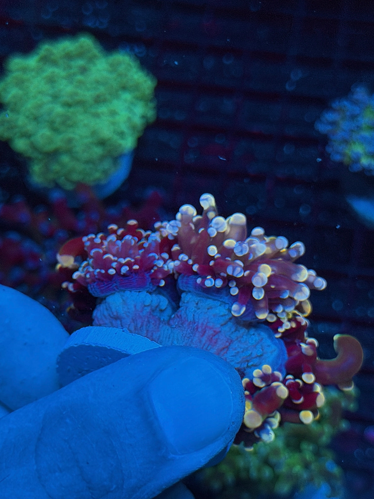 JEA Rainbow Galaxy Frogspawn Coral 3 Heads XXXL New Release 10/24