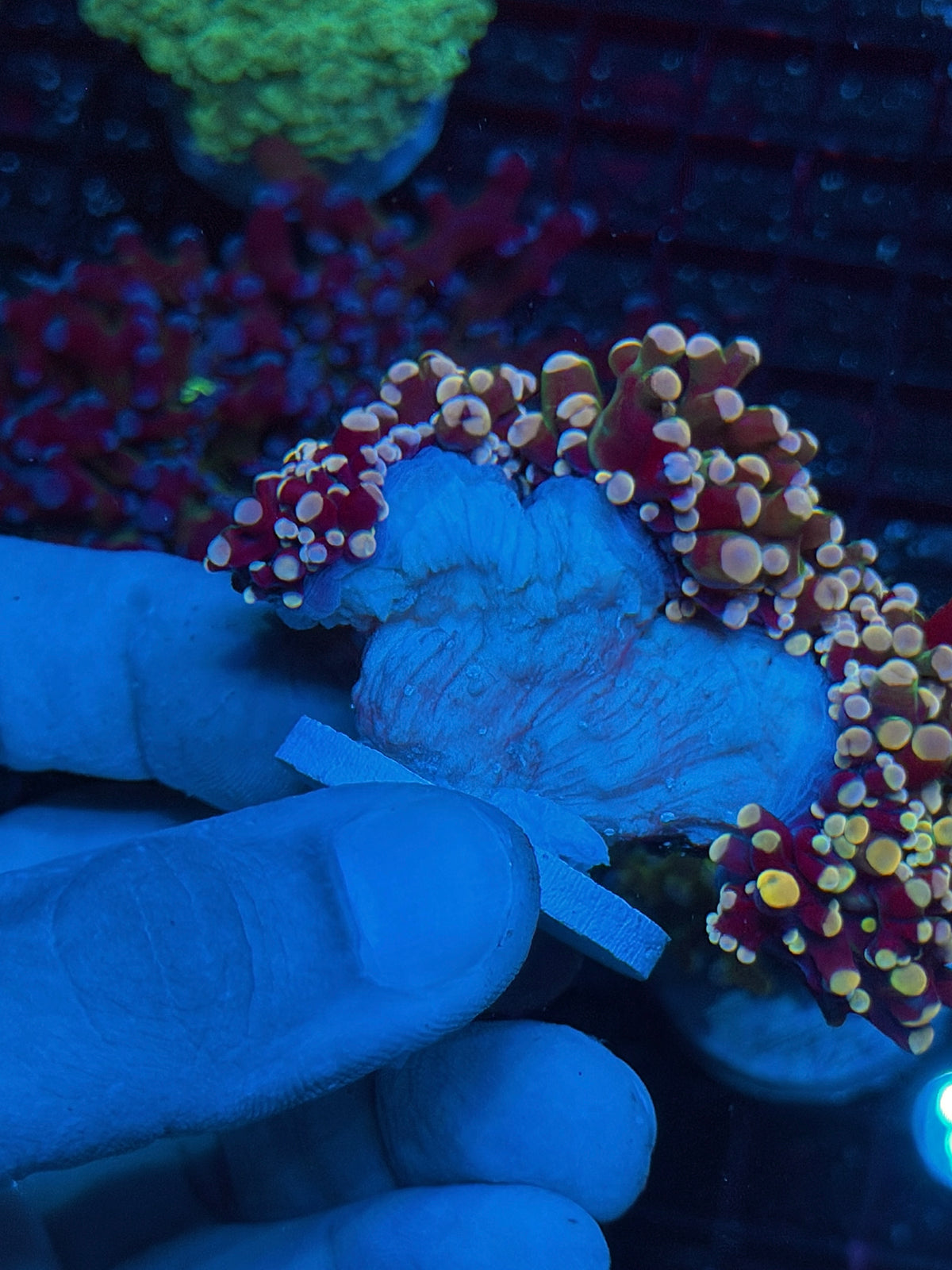 JEA Rainbow Galaxy Frogspawn Coral 4 Heads XXXL New Release 10/21