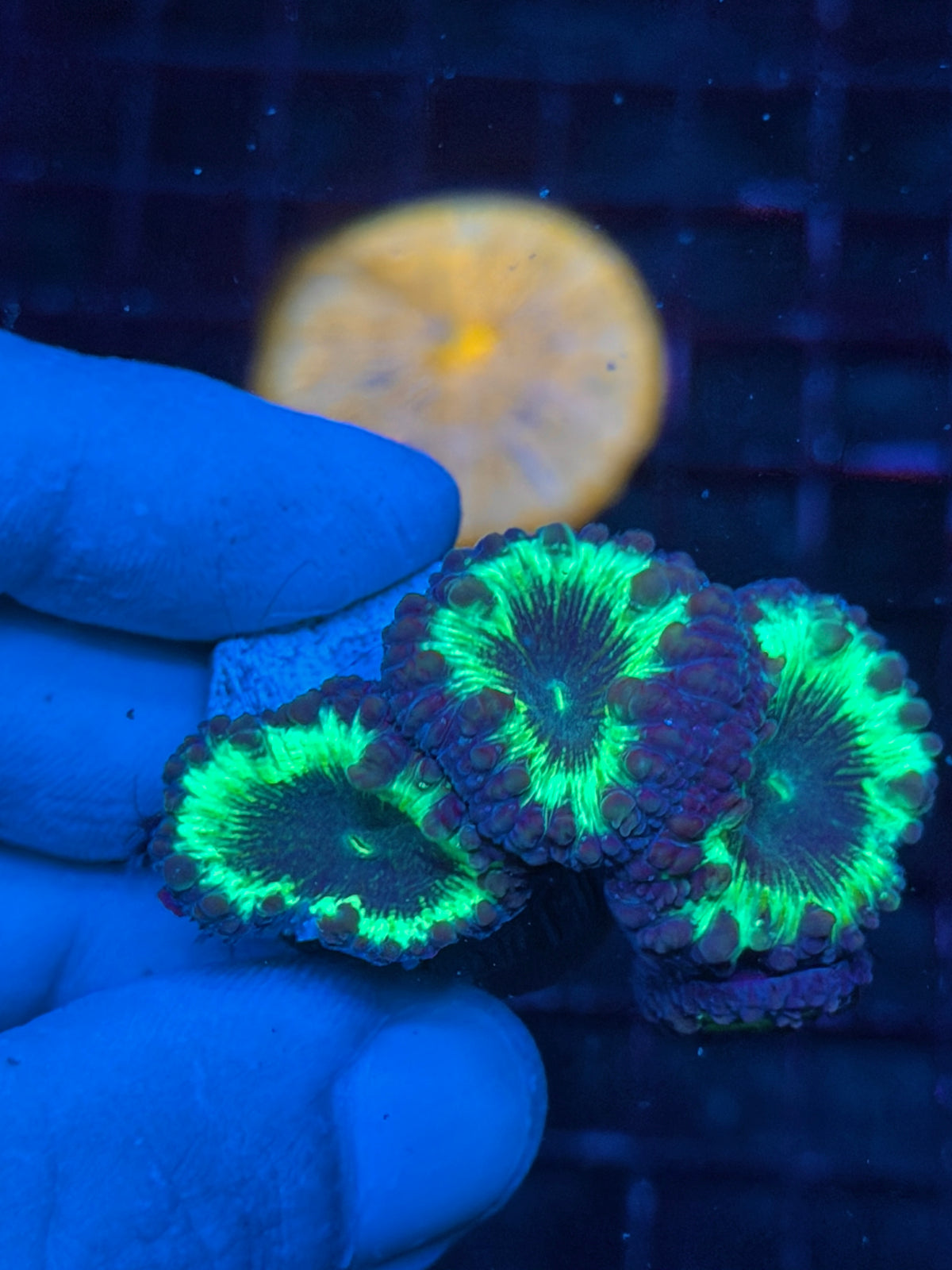 JEA Ghostbusters Blastomussa Coral 4 Heads mini Colony 10/25