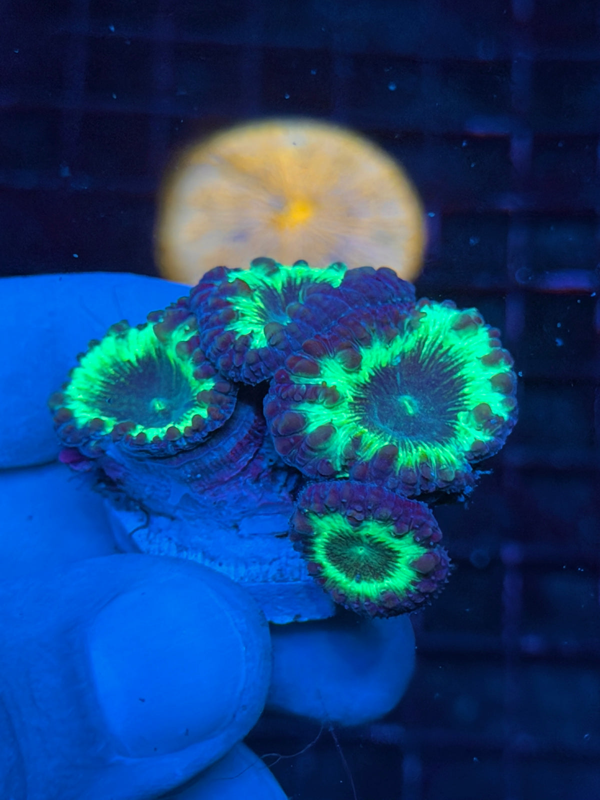 JEA Ghostbusters Blastomussa Coral 4 Heads mini Colony 10/25