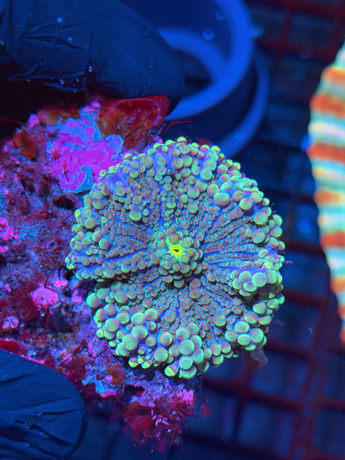 JEA Mega Man Yuma Mushroom Coral XL 10/21