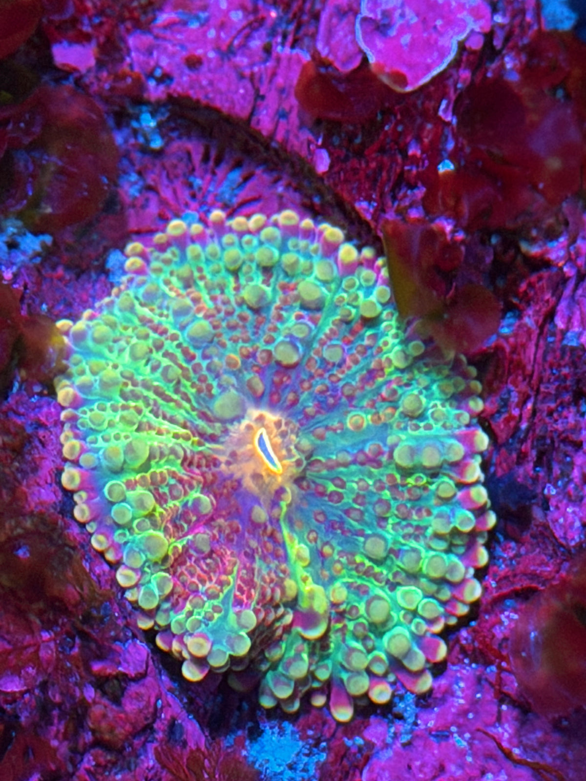 JEA Rainbow Psychedelic Yuma Mushroom Coral 10/25