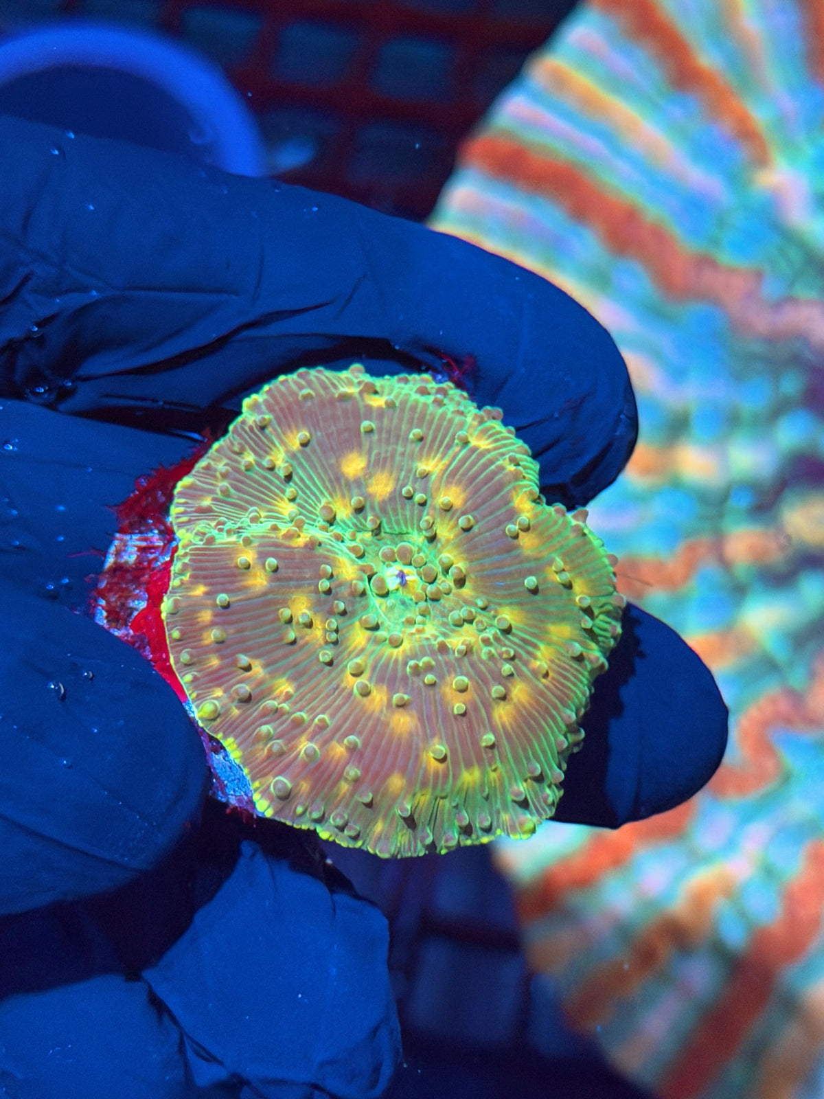 JEA Space Invader Jawbreaker Mushroom Coral 10/24