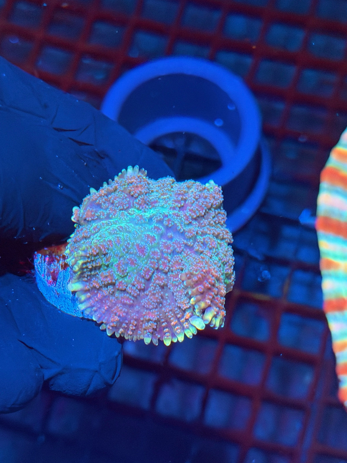 JEA Ghouls N Goblins Pincushion Mushroom Coral XL 10/21