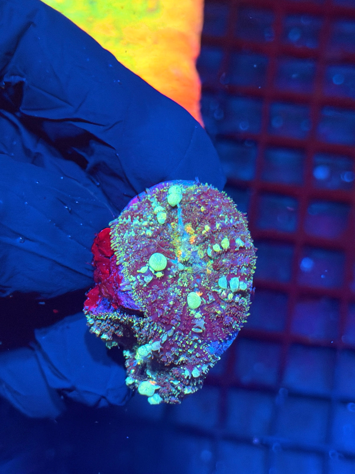 JEA Powerball Bounce Mushroom Coral Multi Disc 10/24