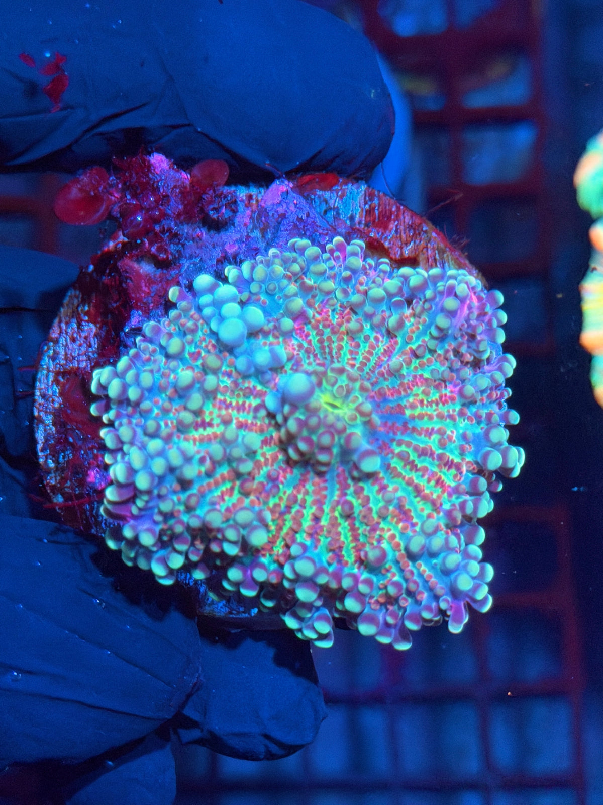 JEA Cosmic Sparkler Yuma Mushroom Coral XL 10/21
