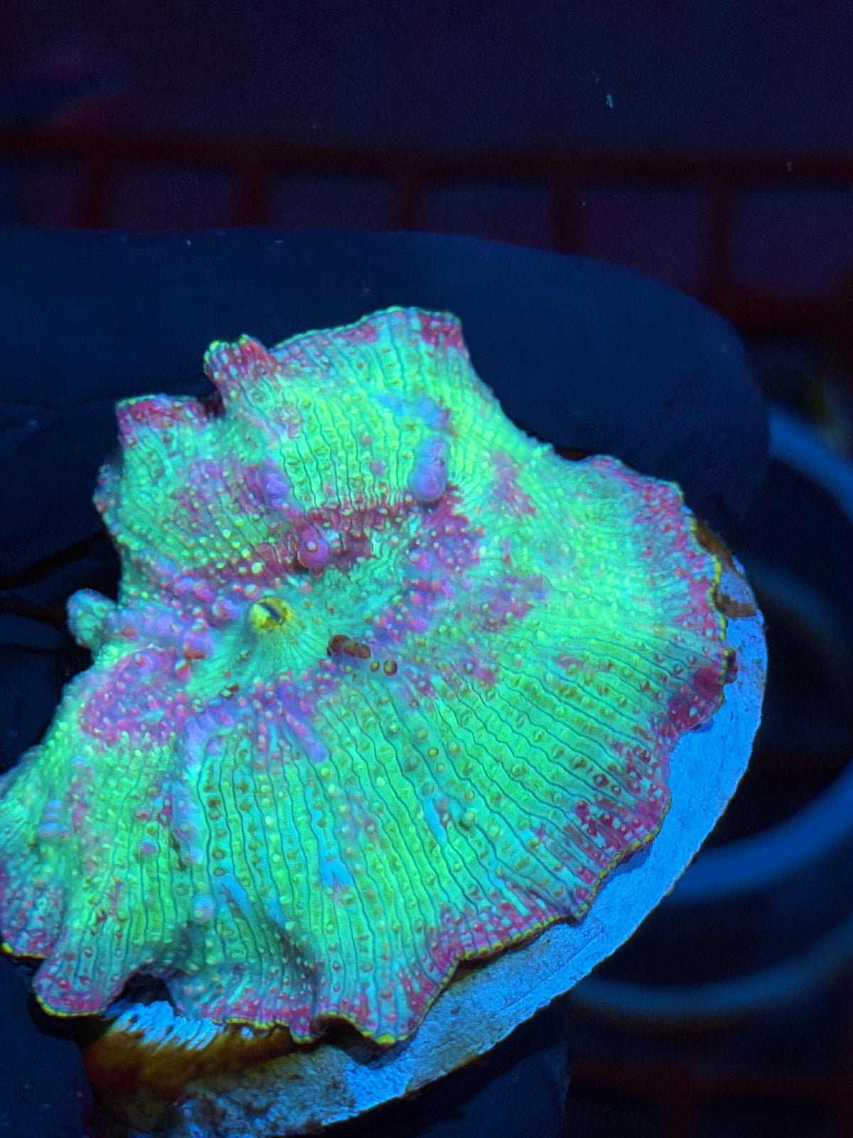 JEA Rainbow Bounce Jawbreaker Mushroom Coral Mama XXL 2" 10/25
