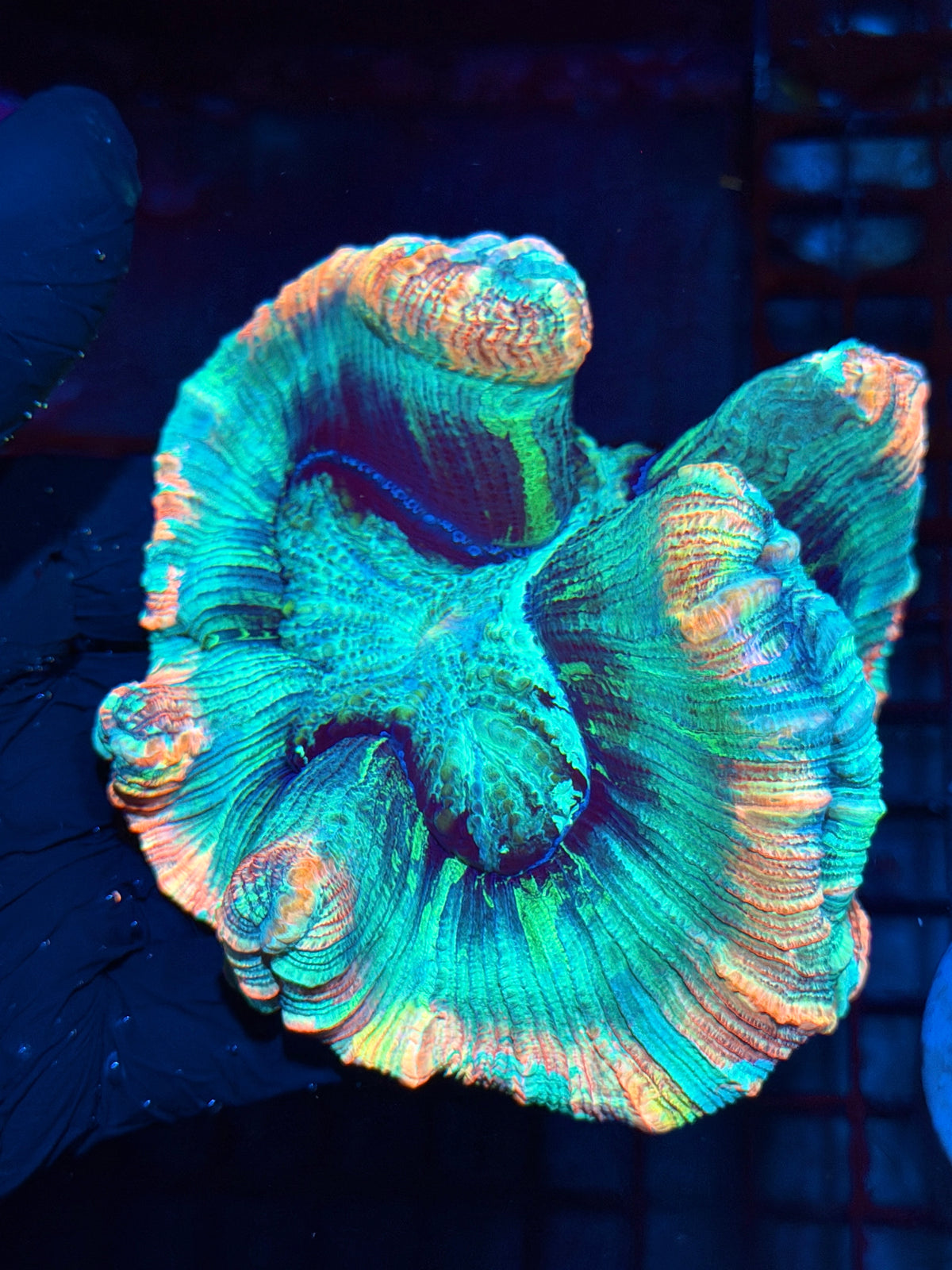 Insane Rainbow Tie Dye Trachyphyllia meat Coral XL Show Piece 10/21