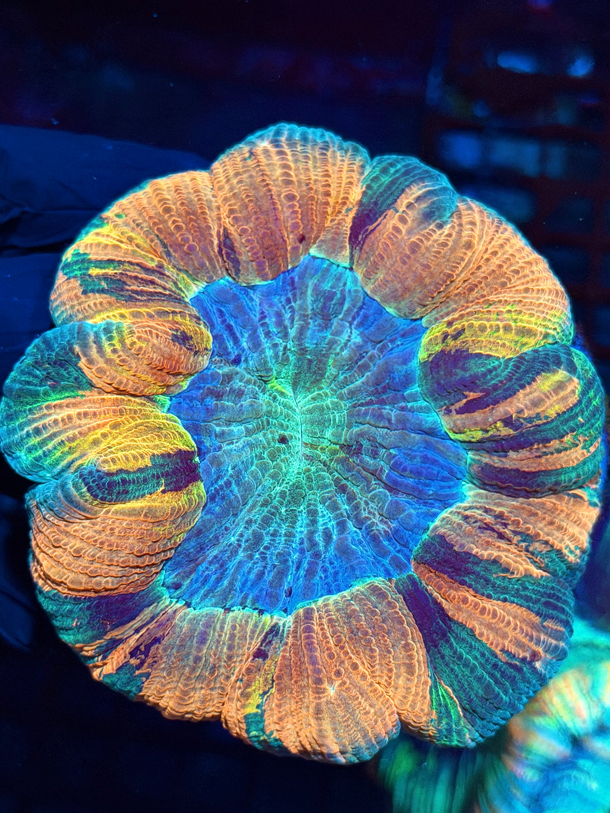 Insane Rainbow Wellsophyllia Meat Coral 1/1 Show Piece 10/25
