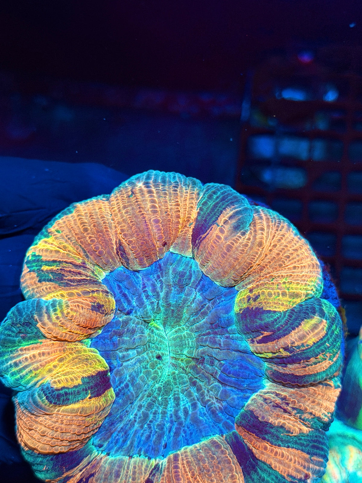 Insane Rainbow Wellsophyllia Meat Coral 1/1 Show Piece 10/25