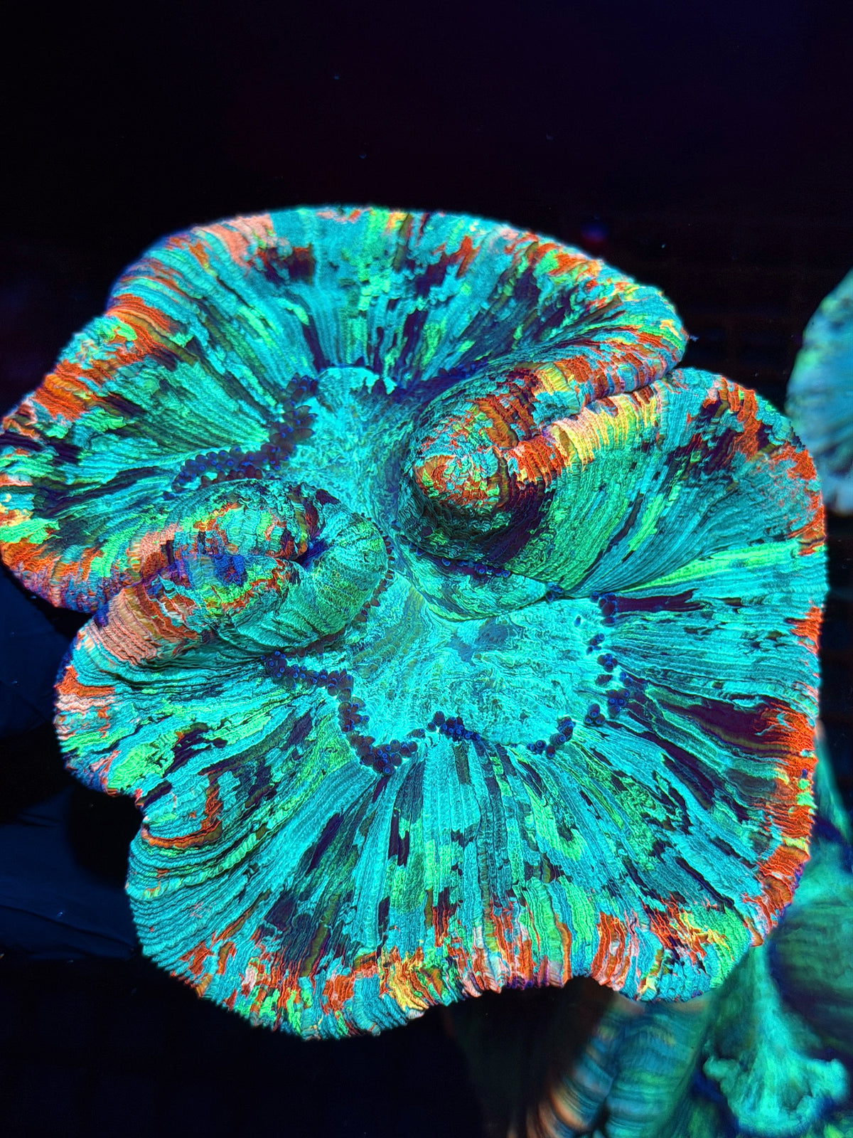 Rainbow Wellsophyllia Meat Coral Show Piece XXXL 10/24