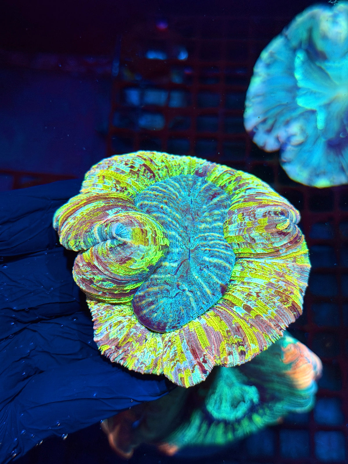 Rainbow Wellsophyllia Meat Coral Show Piece 10/21