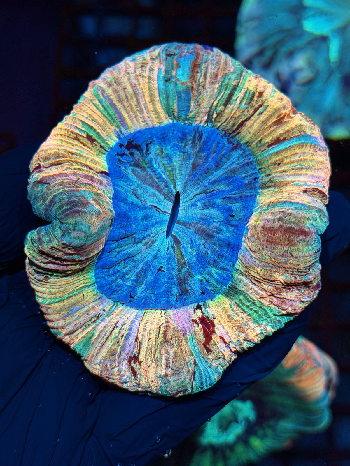 Insane Striped Rainbow Wellsophyllia Meat Coral 1/1 Show Piece 10/21