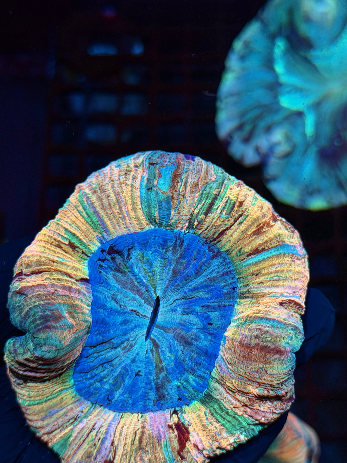 Insane Striped Rainbow Wellsophyllia Meat Coral 1/1 Show Piece 10/21
