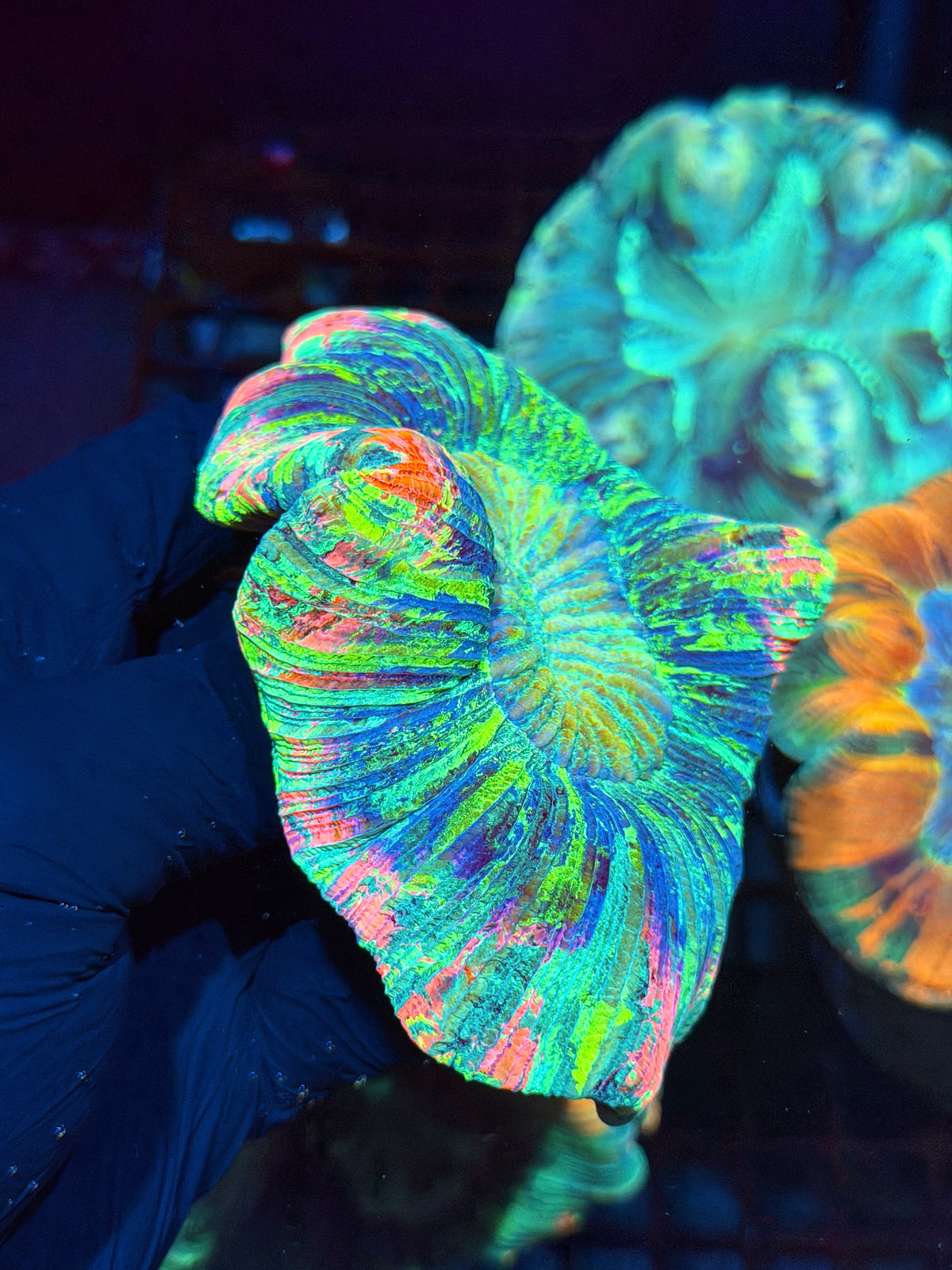 1/1 Pink/Rainbow Wellsophyllia Meat Coral XL Show Piece 10/25