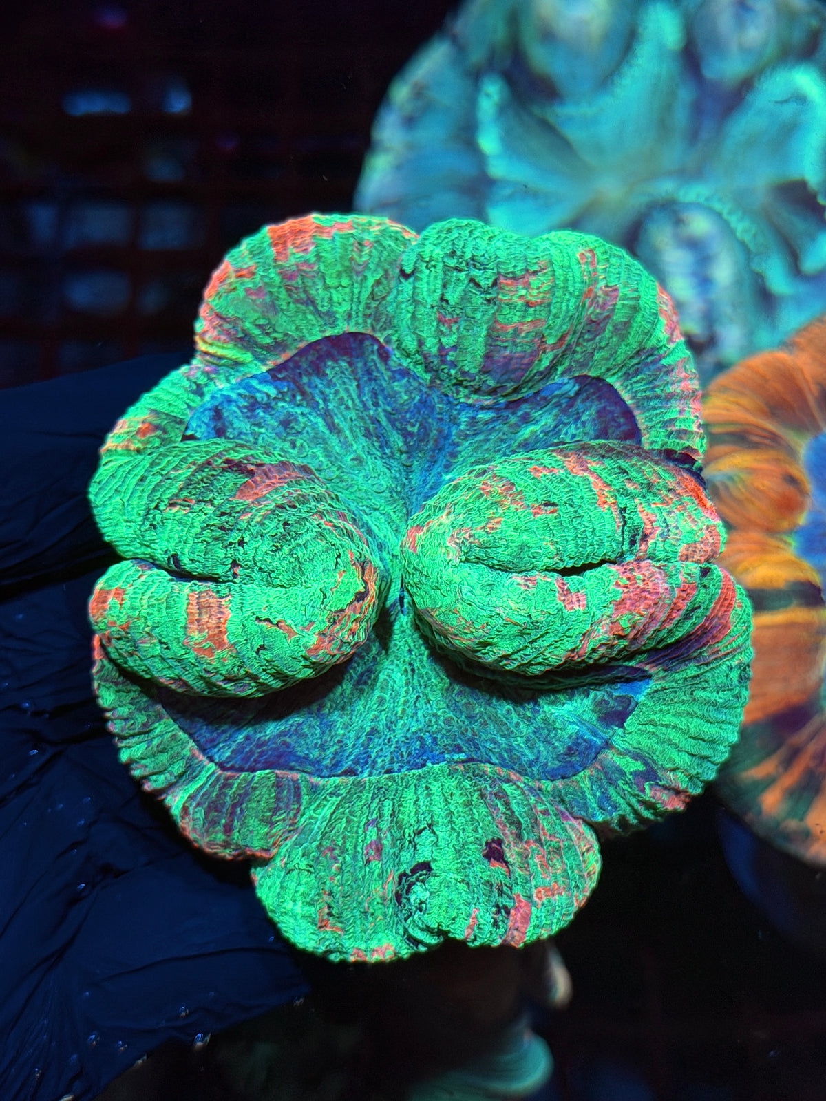 Pink/Multicolor Wellsophyllia Meat Coral 10/20