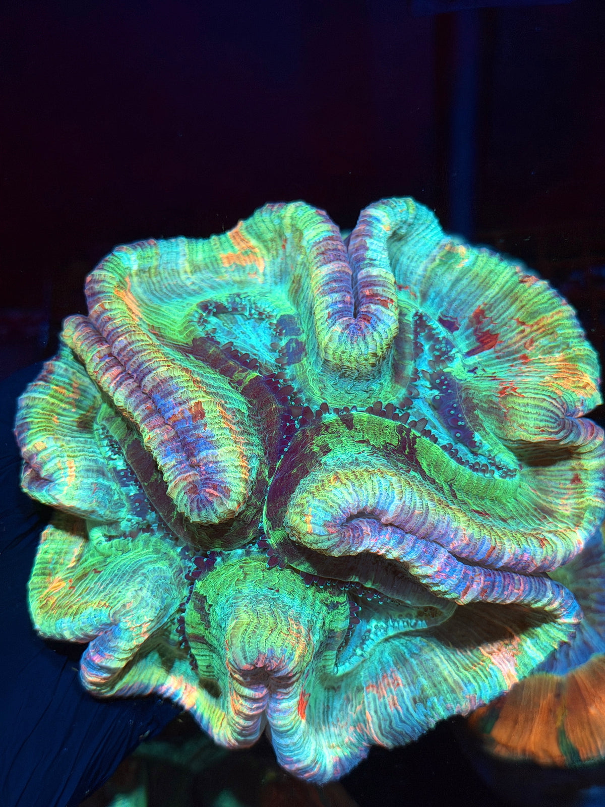 Rainbow Trachyphyllia Meat Coral XXL Show Piece 10/25