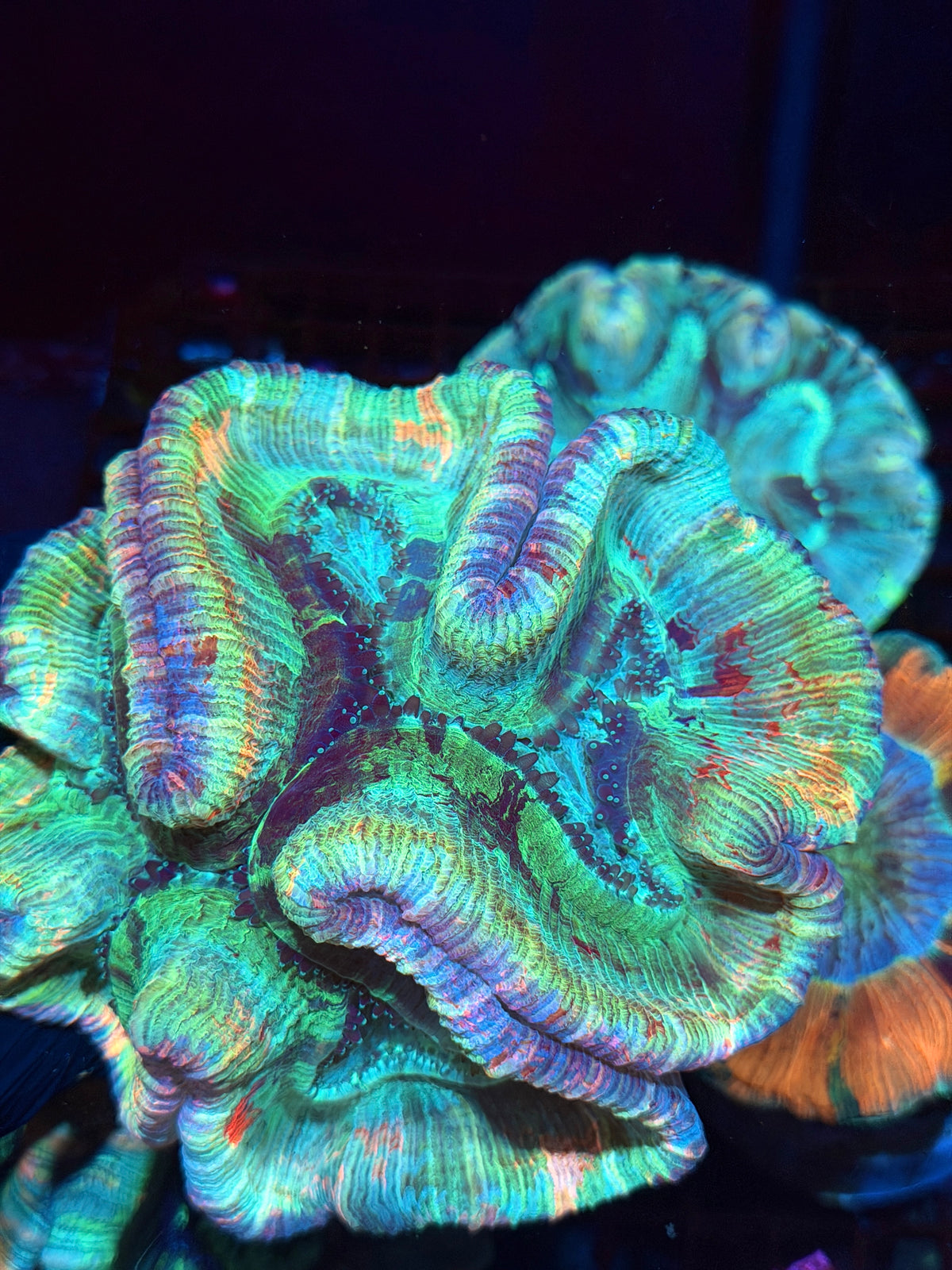 Rainbow Trachyphyllia Meat Coral XXL Show Piece 10/25