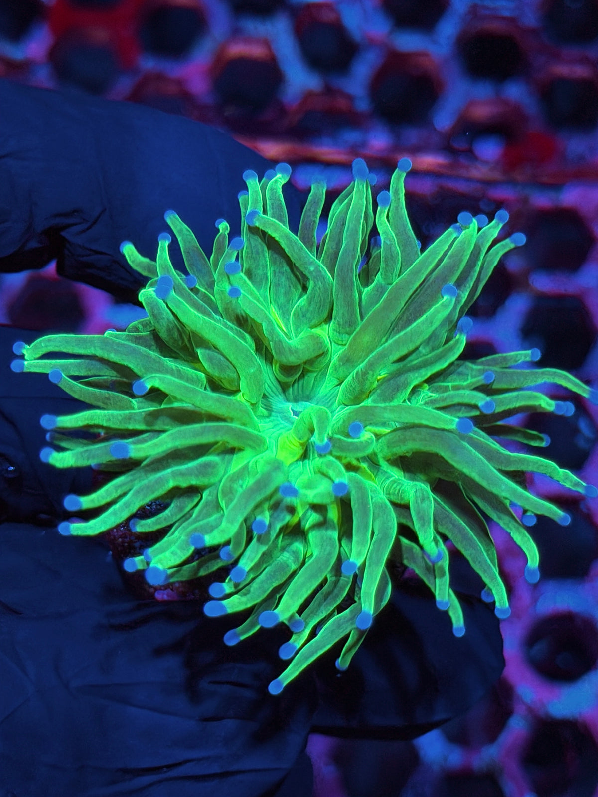 JEA Glitter Holy Grail Torch Coral 1 Head 10/24