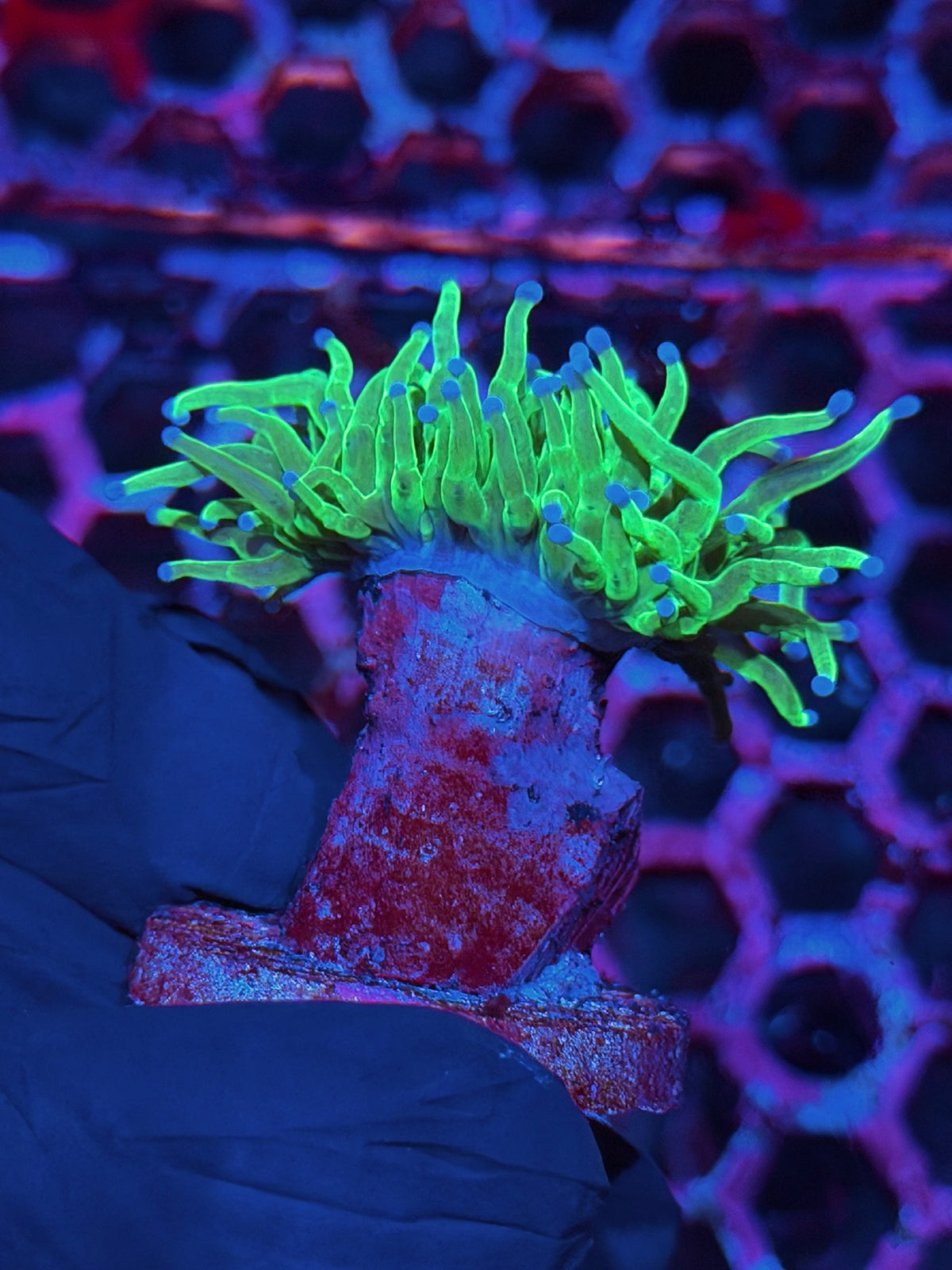JEA Glitter Holy Grail Torch Coral 1 Head 10/24