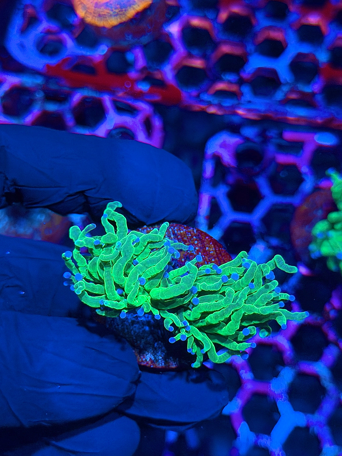 JEA Todds Torch Coral 2 Heads Splitting 10/20