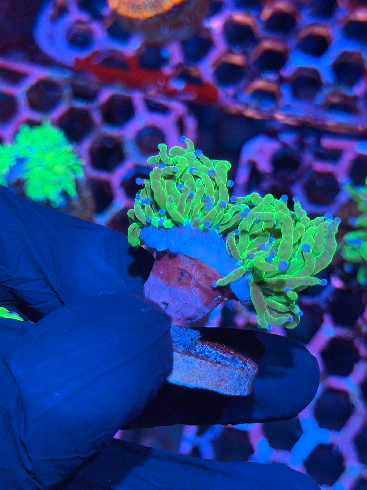 JEA Todds Torch Coral 2 Heads Splitting 10/20