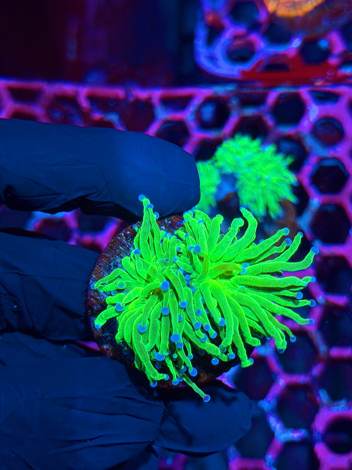 JEA Todds Torch Coral 2 Heads XL 10/21