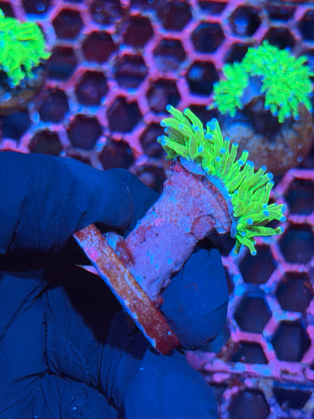 JEA Holy Grail Torch Coral 1 XL Head 10/20