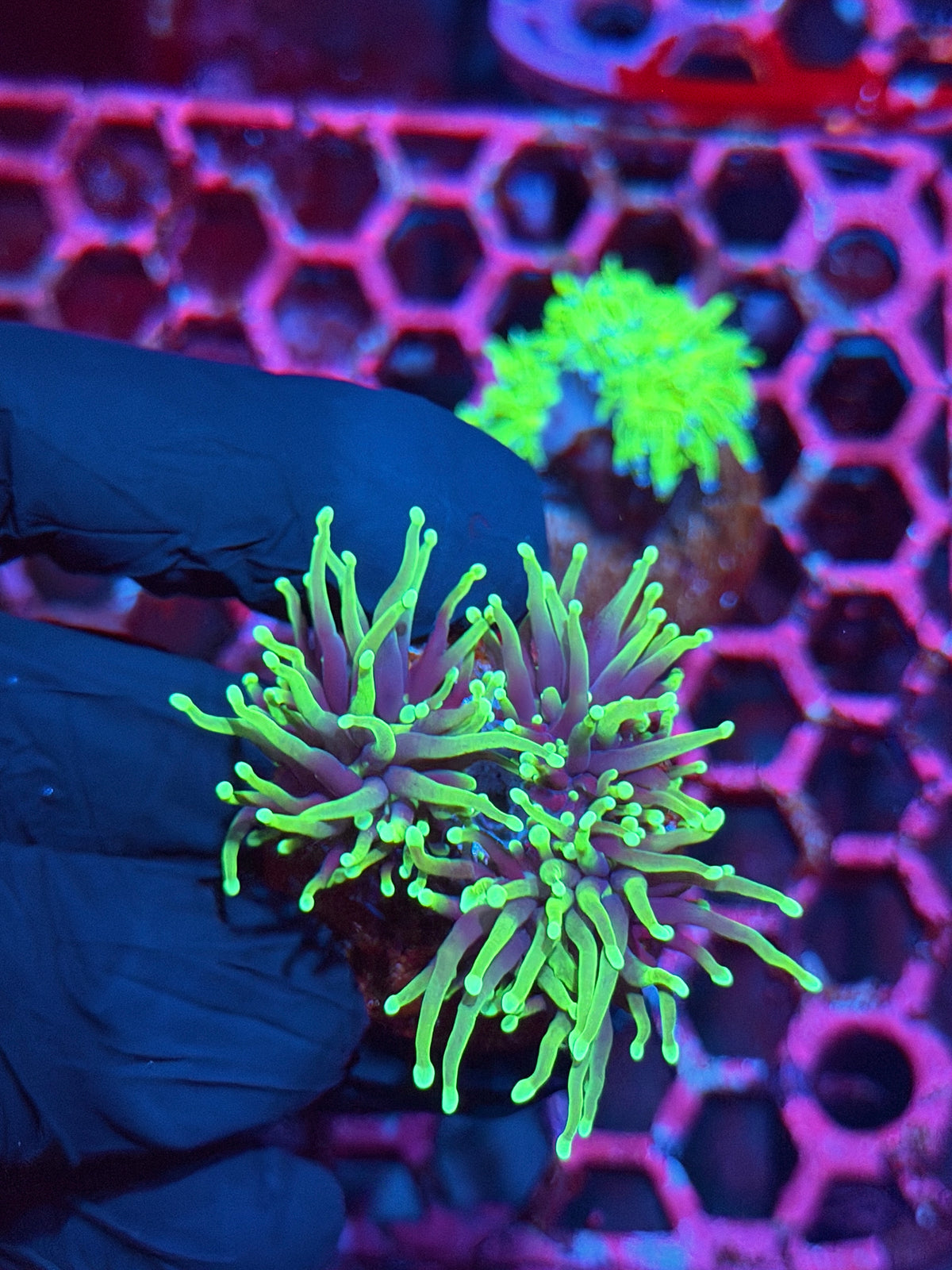 JEA Dragon Soul Torch Coral 2 Heads Splitting to 3 XL 10/24