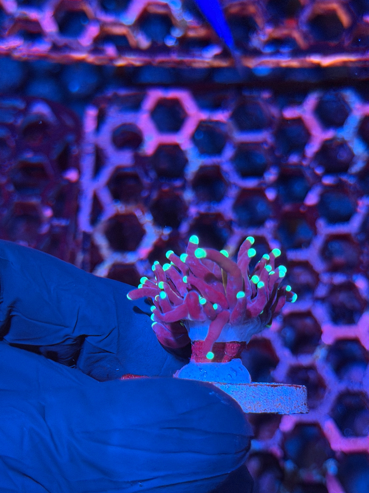 JEA Grafted Tiger Torch Coral 1 Head 10/21