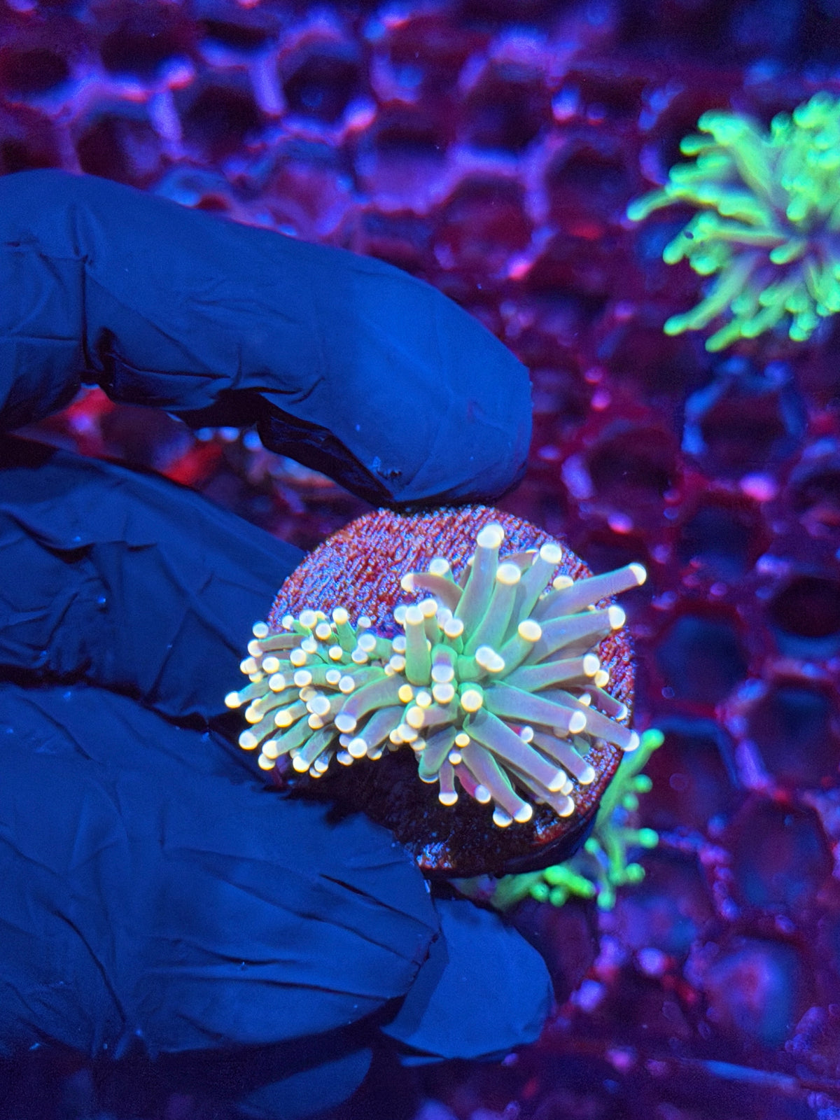 JEA Yellow Sparkler Torch Coral 2 Heads Splitting 10/20