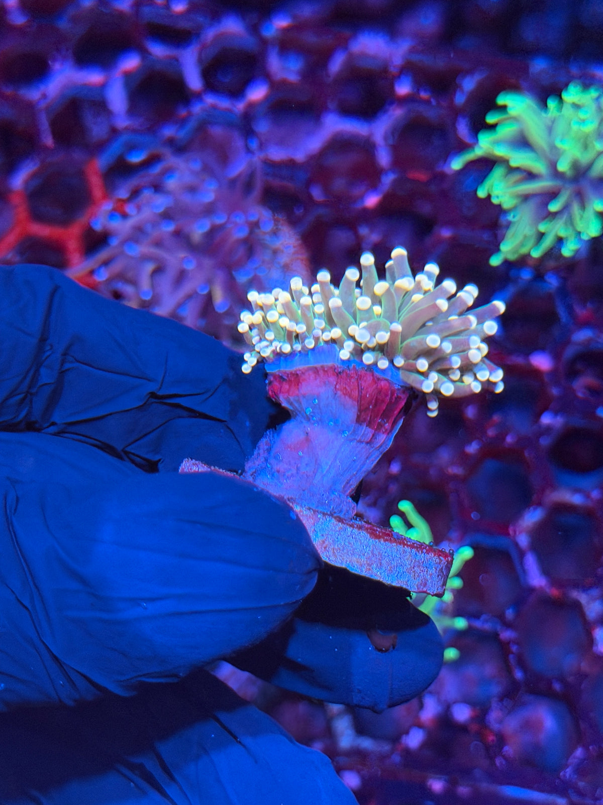 JEA Yellow Sparkler Torch Coral 2 Heads Splitting 10/20
