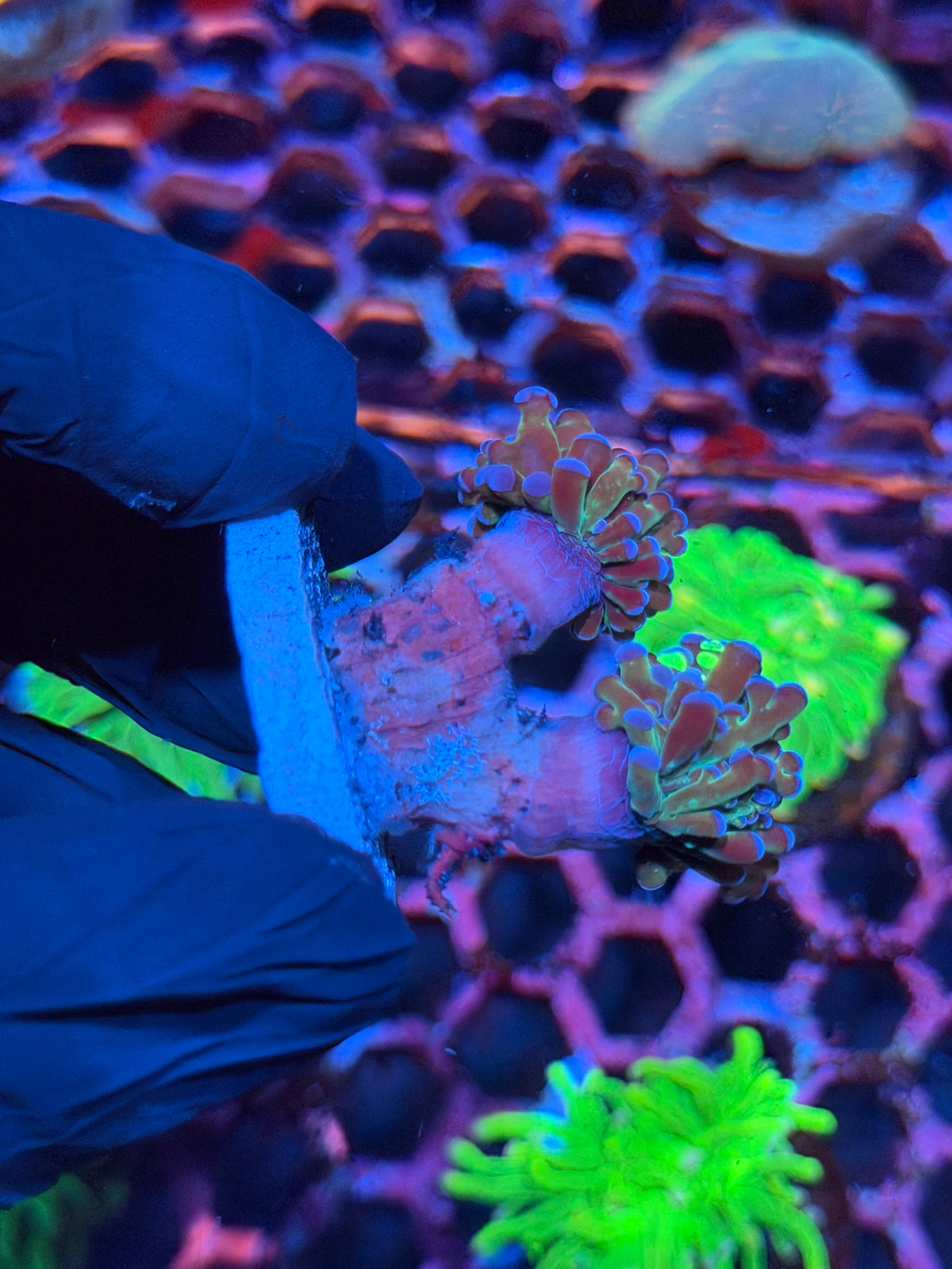 JEA Blue Magic Grafted Frogspawn Coral 2 heads 10/21
