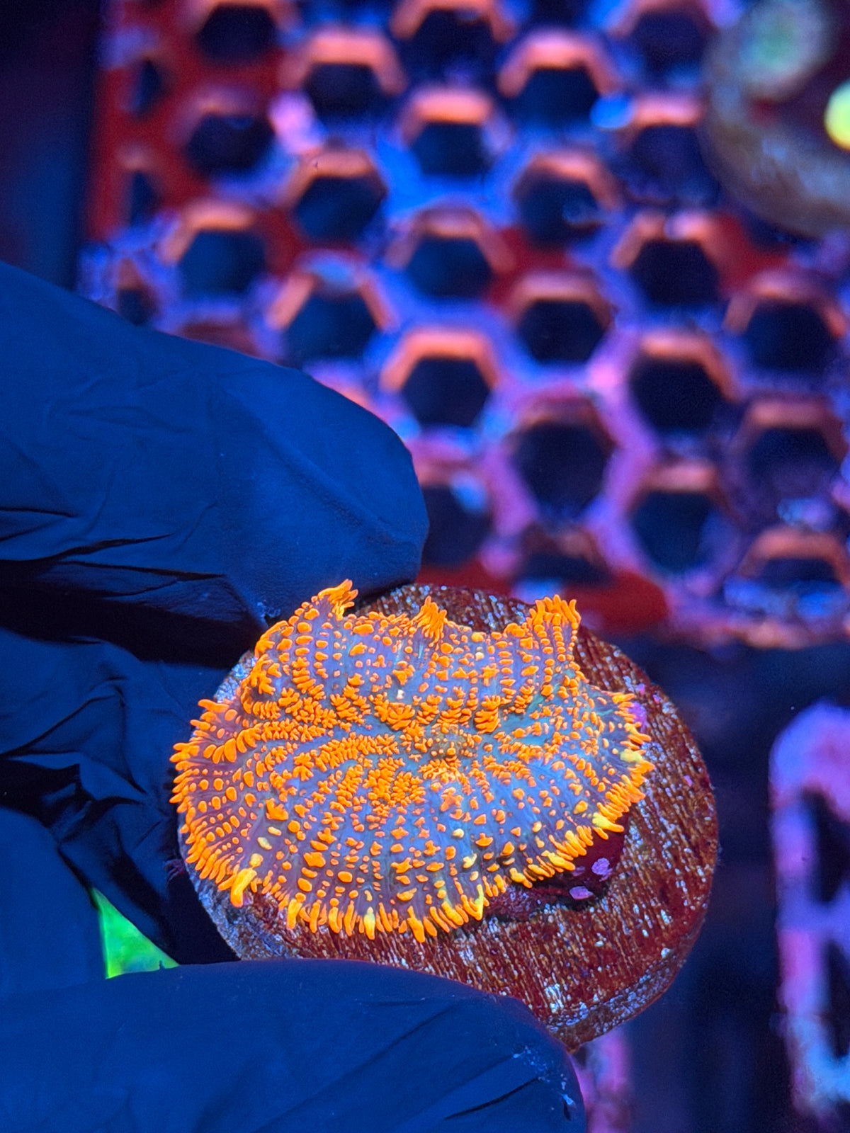 JEA Firestarter Mushroom Coral 10/21
