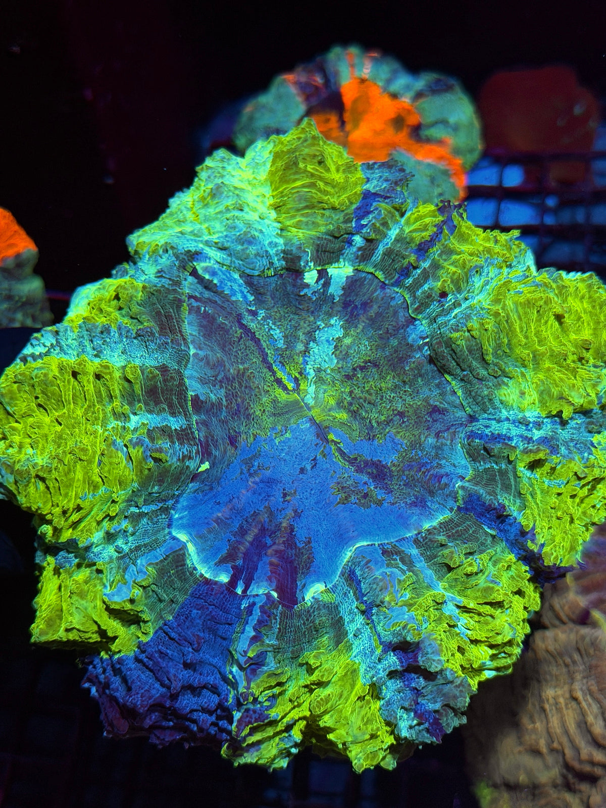 Jay's Exotic Corals