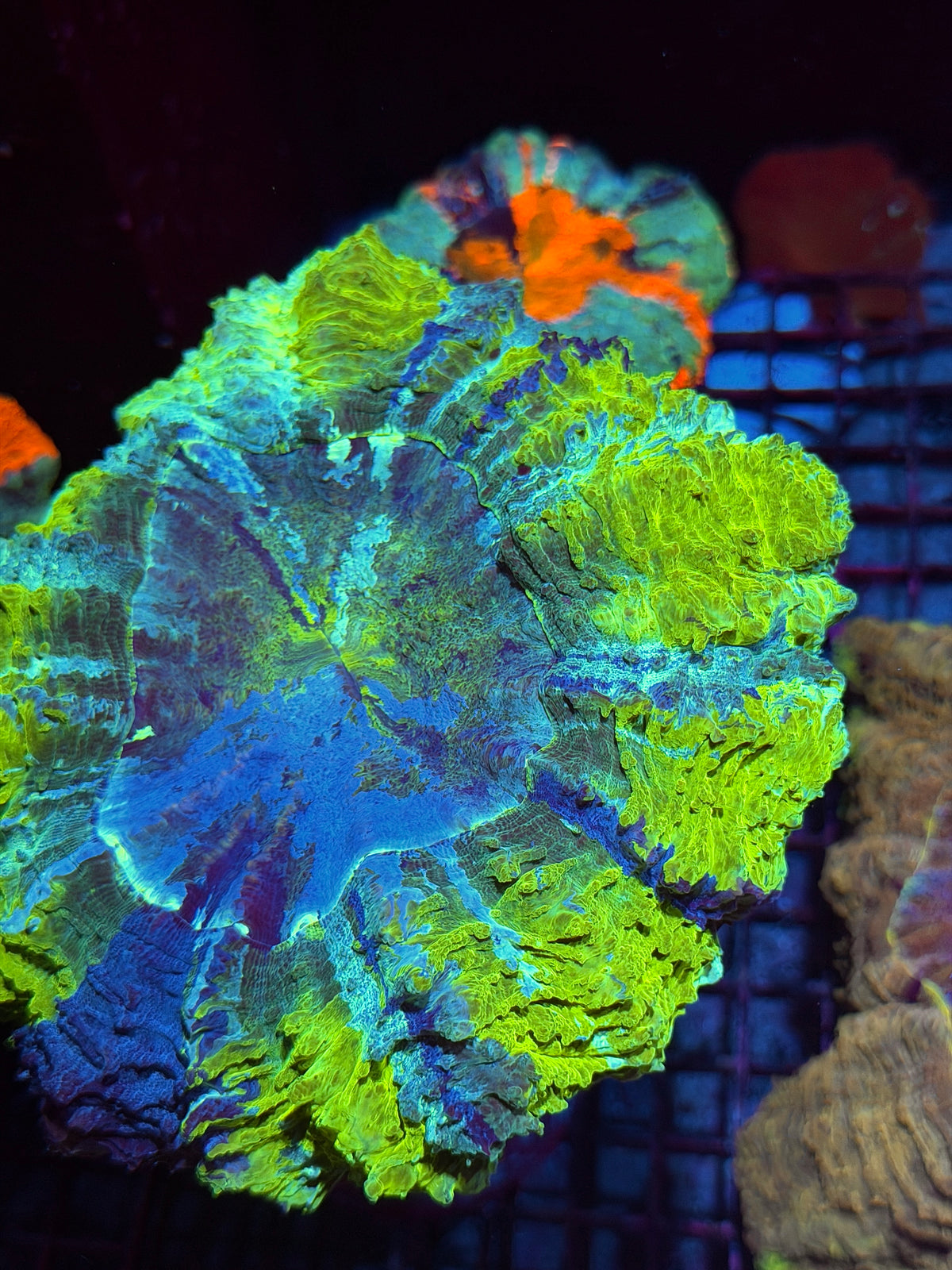 1/1 Yellow Striped Acanthophyllia Meat Coral XXL Show Piece 10/21