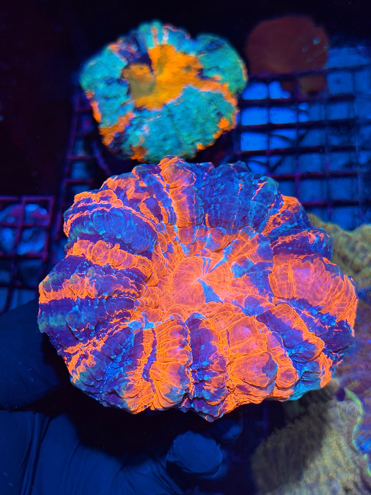 Striped Multicolor Acanthophyllia Meat Coral XL 10/21