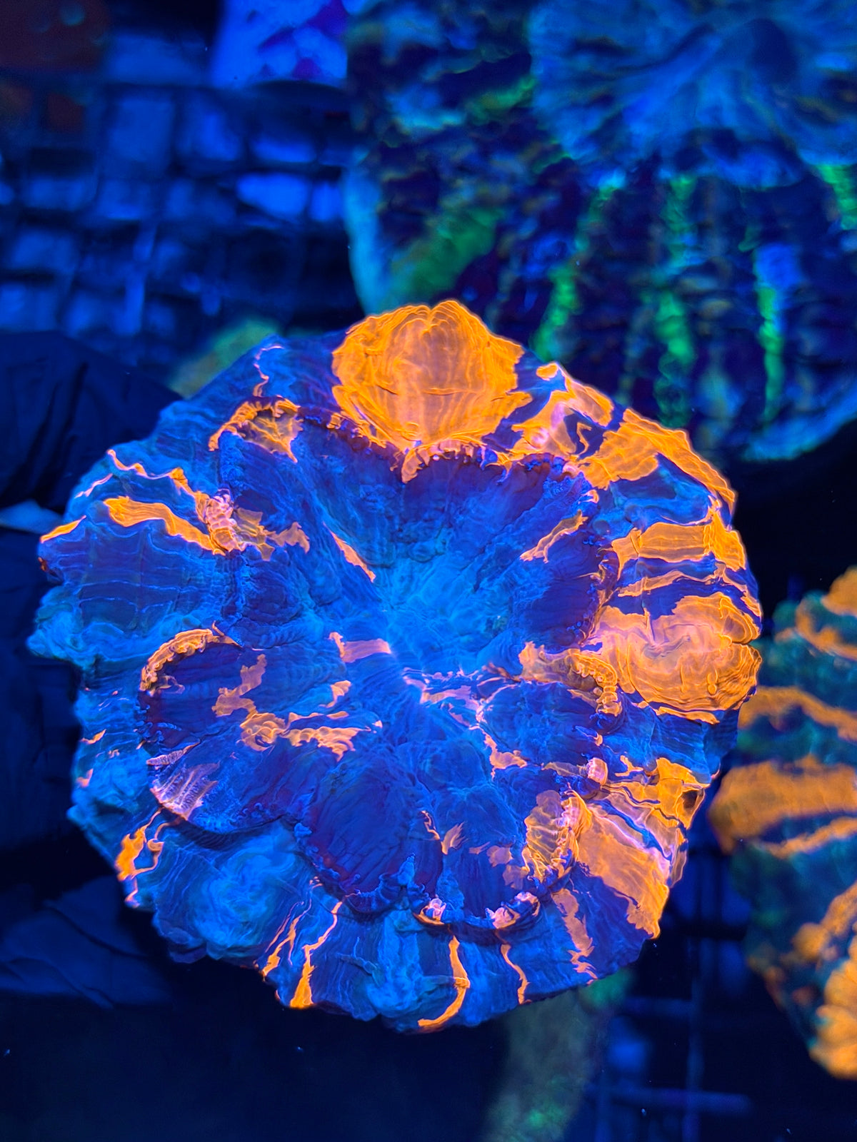 Striped Acanthophyllia Meat Coral XL 10/20