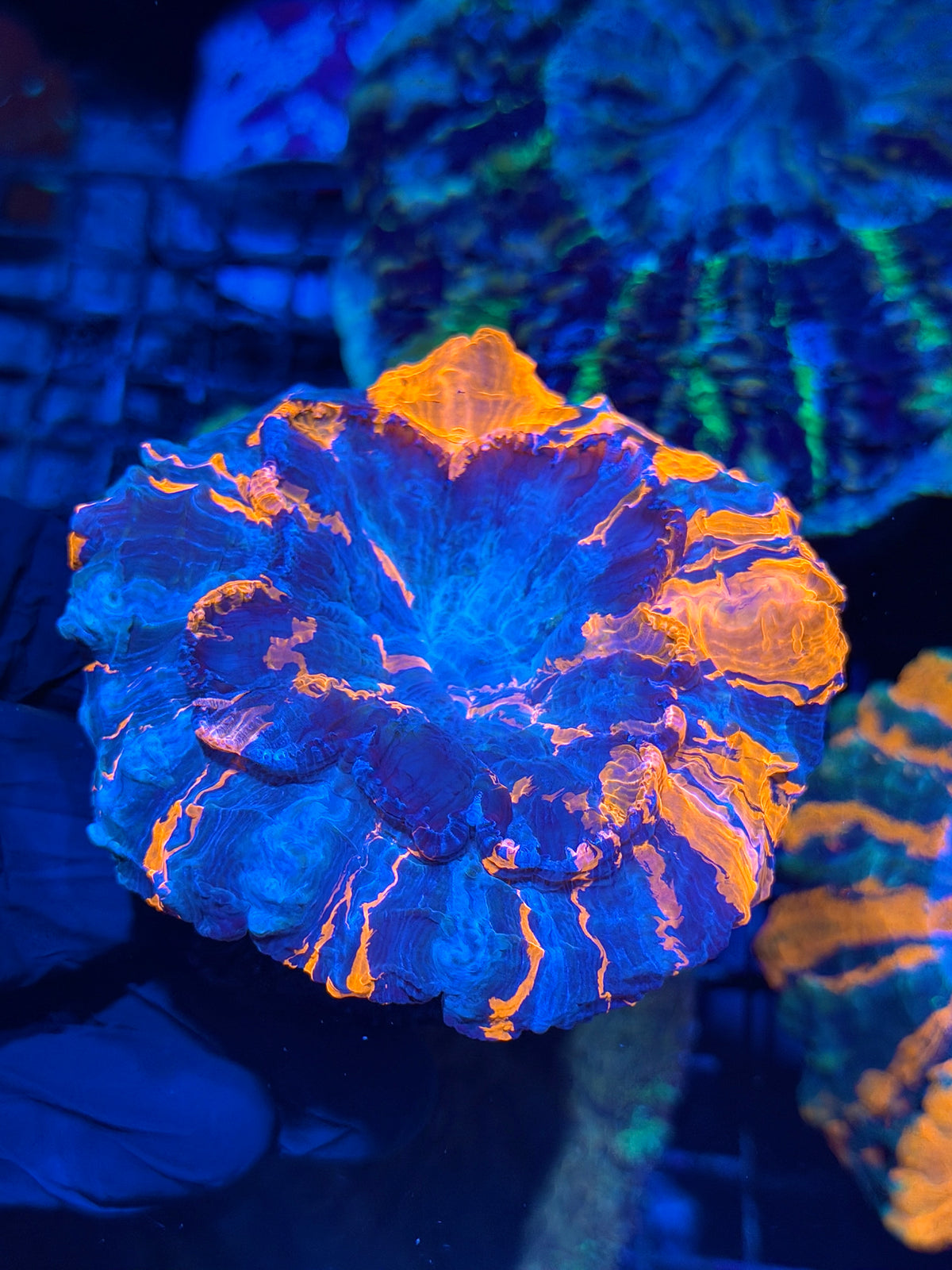 Striped Acanthophyllia Meat Coral XL 10/20