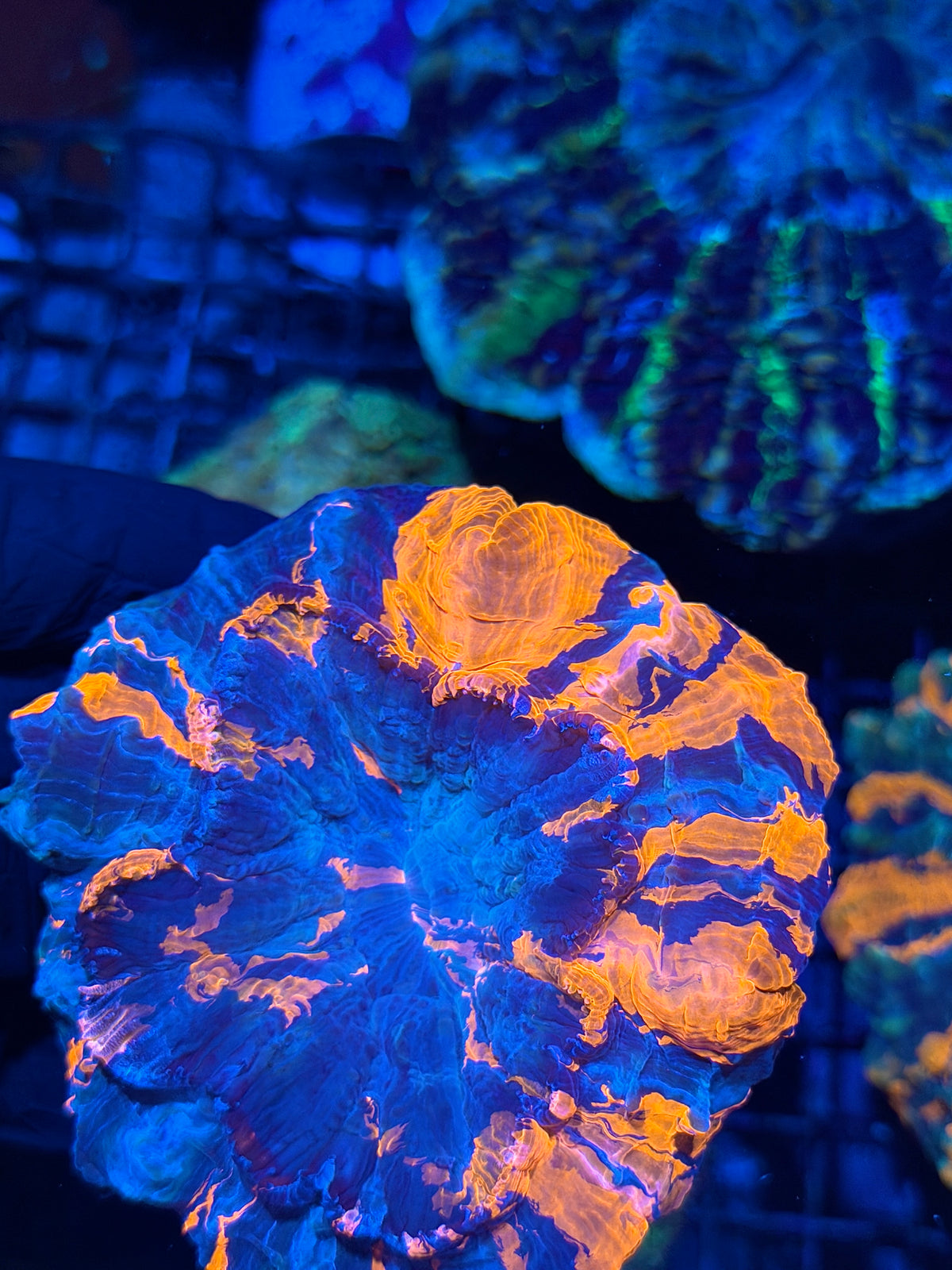 Striped Acanthophyllia Meat Coral XL 10/20