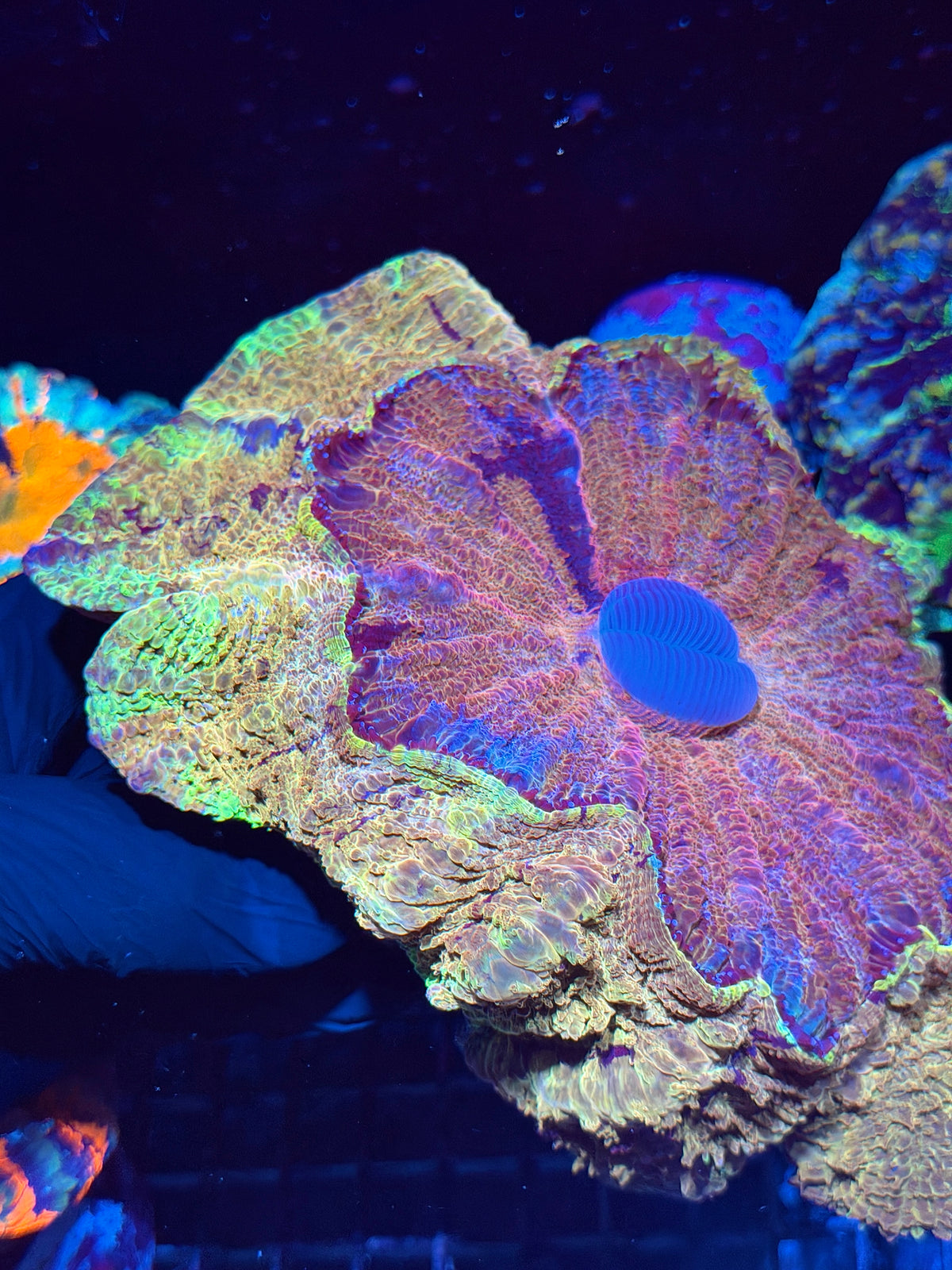 Insane Yellow/Gold/Red/Purple Acanthophyllia meat Coral XXL Show Piece 10/25