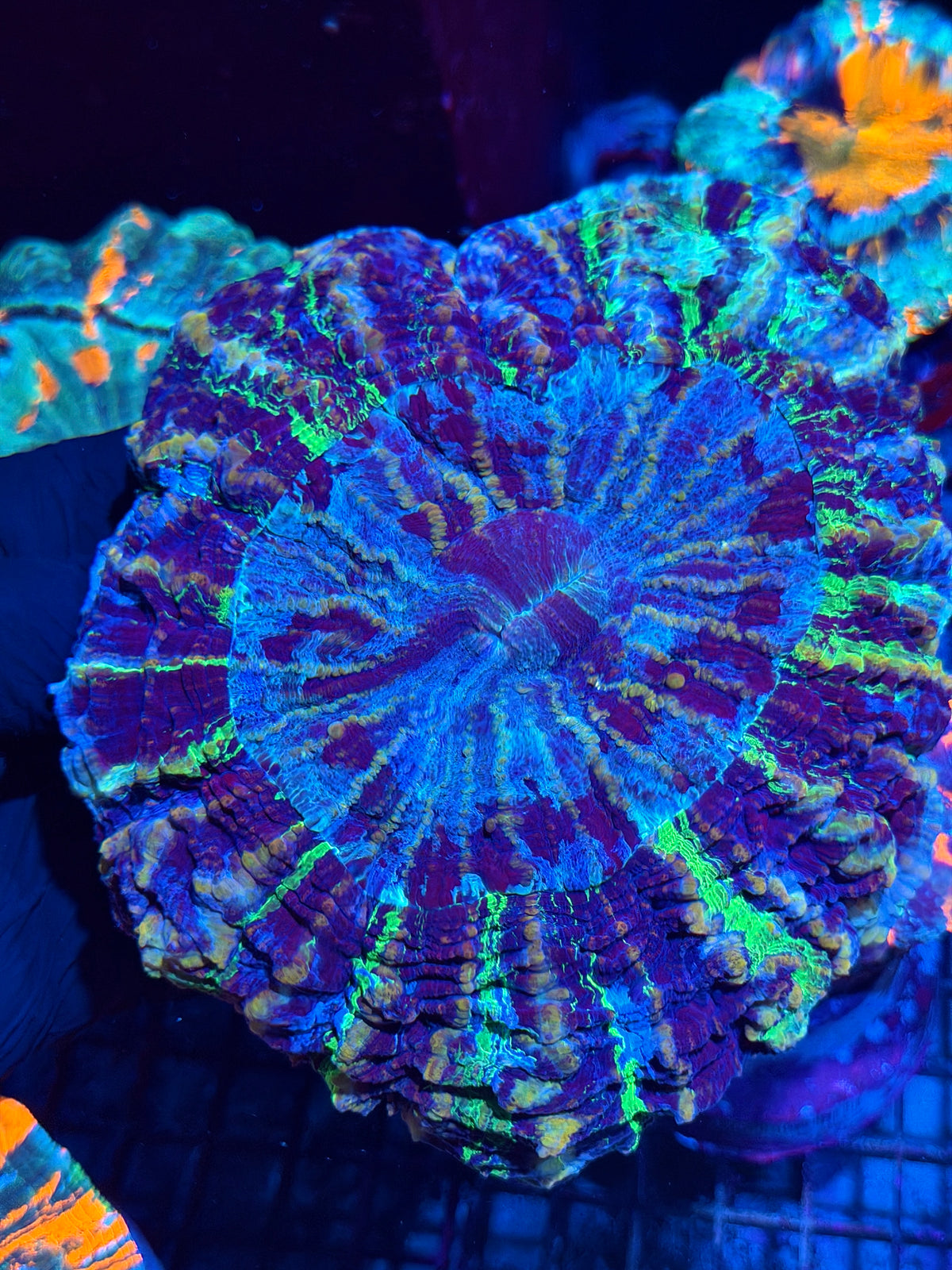 Insane Striped Multi Color Acanthophyllia Meat Coral XL Show Piece 10/24